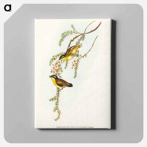 アートパネル-Black-headed Pardalote
 - オーストラリアの鳥 Canvas.