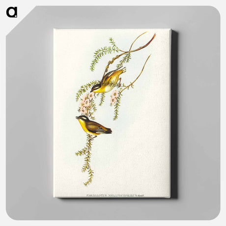 アートパネル-Black-headed Pardalote
 - オーストラリアの鳥 Canvas.