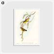 アートポストカード-Black-headed Pardalote
 - オーストラリアの鳥 Postcard.