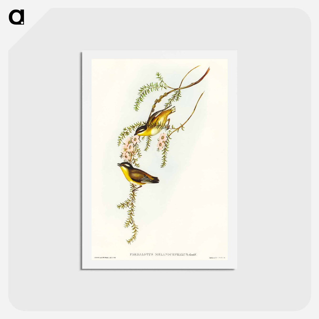 アートポストカード-Black-headed Pardalote
 - オーストラリアの鳥 Postcard.