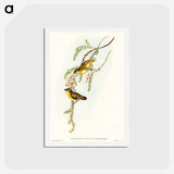 アートポストカード-Black-headed Pardalote
 - オーストラリアの鳥 Postcard.