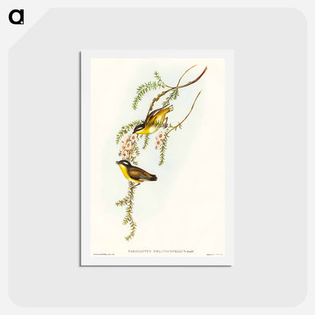 アートポストカード-Black-headed Pardalote
 - オーストラリアの鳥 Postcard.