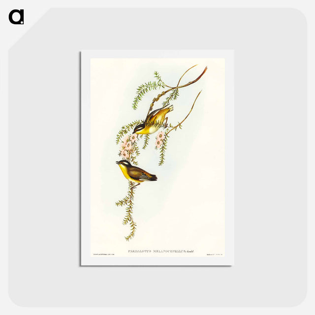 アートポストカード-Black-headed Pardalote
 - オーストラリアの鳥 Postcard.