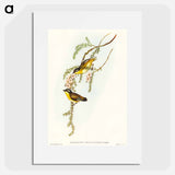 アートポスター-Black-headed Pardalote
 - オーストラリアの鳥 Poster.