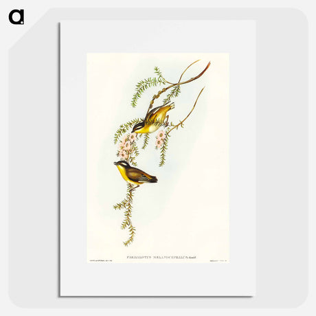 アートポスター-Black-headed Pardalote
 - オーストラリアの鳥 Poster.