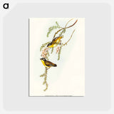 アートポストカード-Black-headed Pardalote
 - オーストラリアの鳥 Postcard.