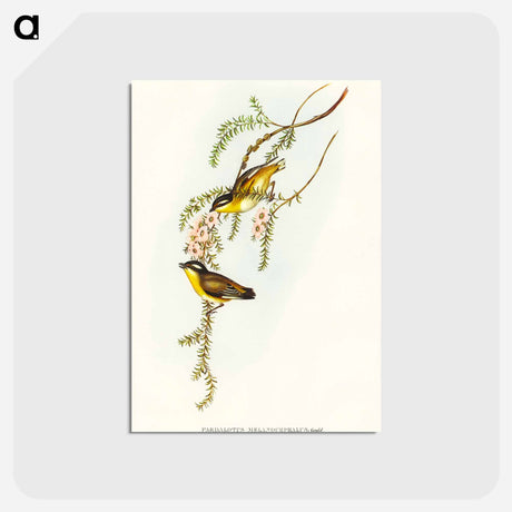 アートポストカード-Black-headed Pardalote
 - オーストラリアの鳥 Postcard.