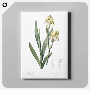 3-36_The-Lilies_canvas