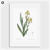 3-36_The-Lilies_picture