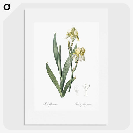 3-36_The-Lilies_picture