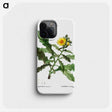 3-36_Treatise-on-Trees-and-Shrubs_phone