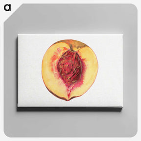 3-36_USDA-Watercolor-Fruit-Painting-Collection_canvas
