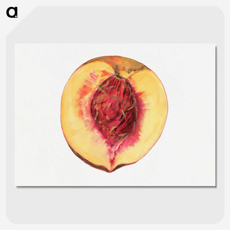 3-36_USDA-Watercolor-Fruit-Painting-Collection_picture-crop
