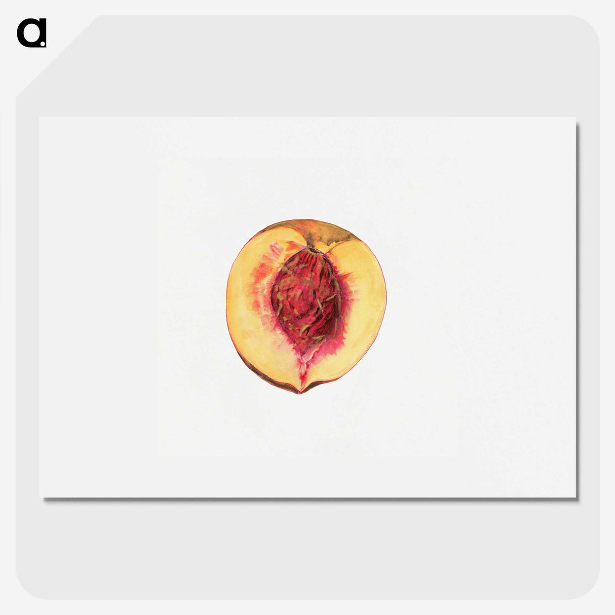 3-36_USDA-Watercolor-Fruit-Painting-Collection_picture