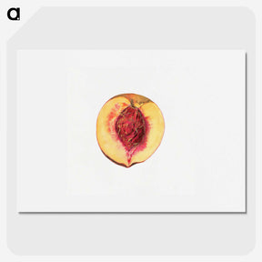 3-36_USDA-Watercolor-Fruit-Painting-Collection_picture