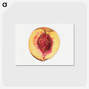 3-36_USDA-Watercolor-Fruit-Painting-Collection_postcard