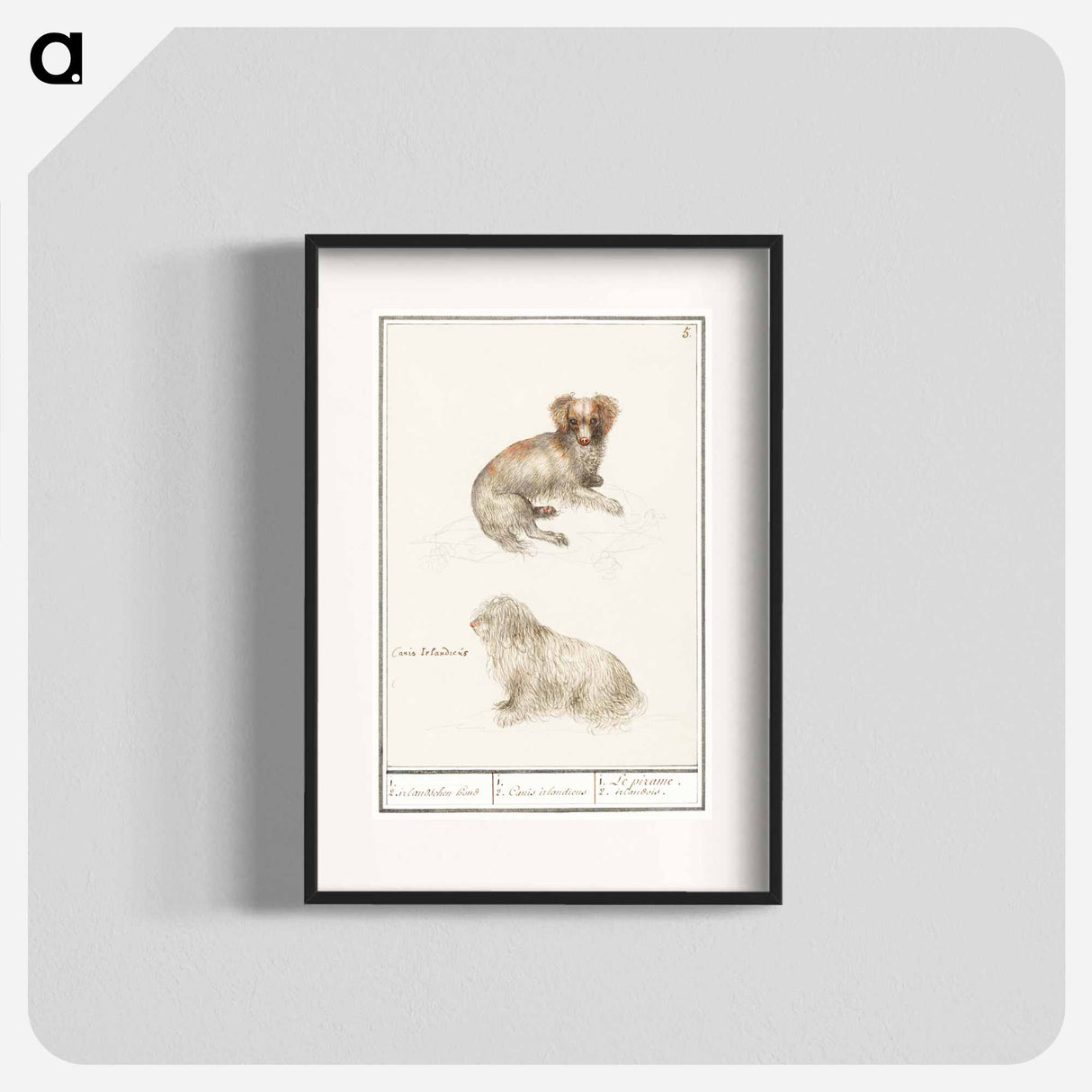 Two dogs - アンセルムス ボエティウス デ ブート Poster.