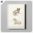 3-37_Anselmus-Boetius-de-Boodt_canvas