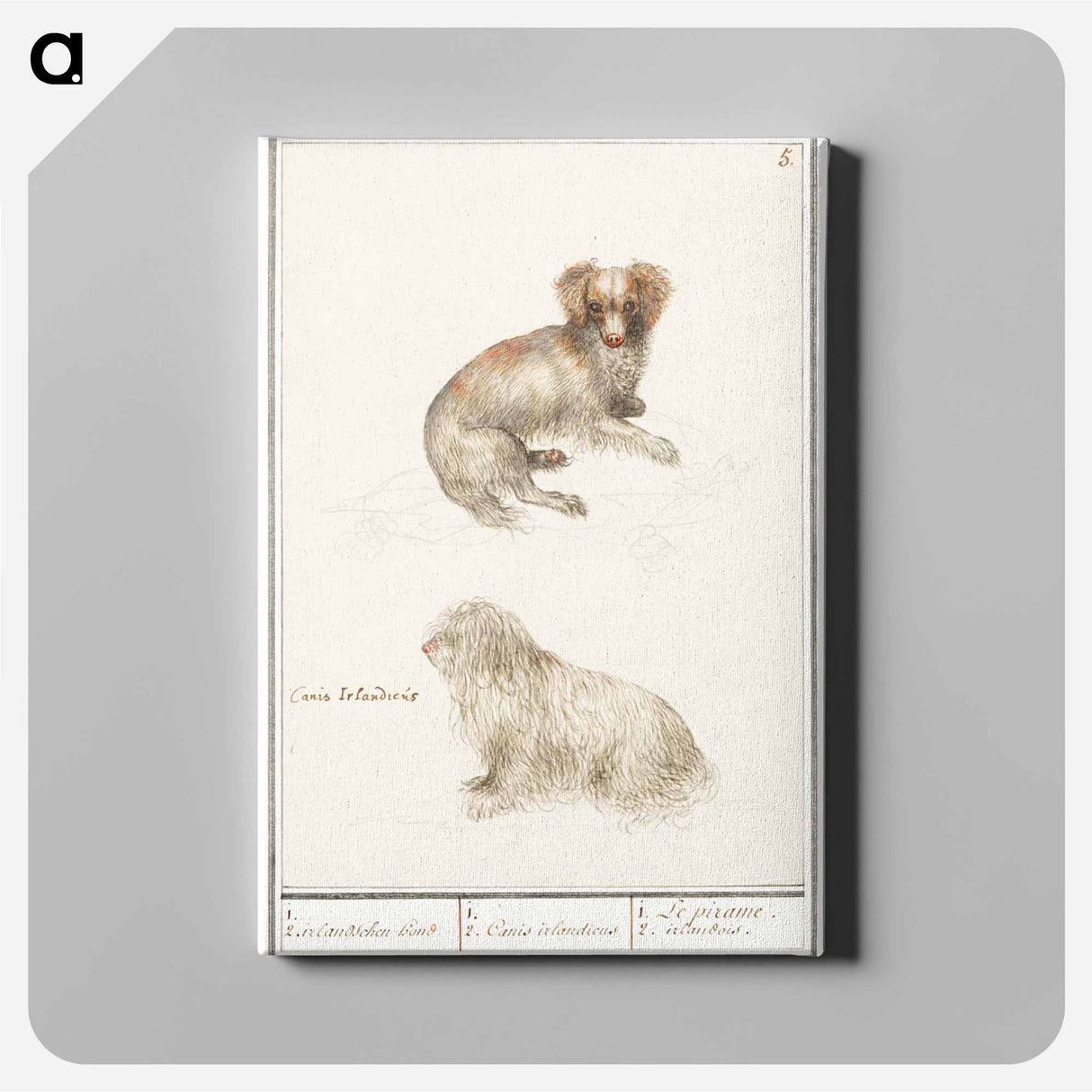 Two dogs - アンセルムス ボエティウス デ ブート Canvas.