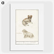 3-37_Anselmus-Boetius-de-Boodt_picture