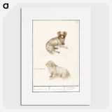 Two dogs - アンセルムス ボエティウス デ ブート Poster.