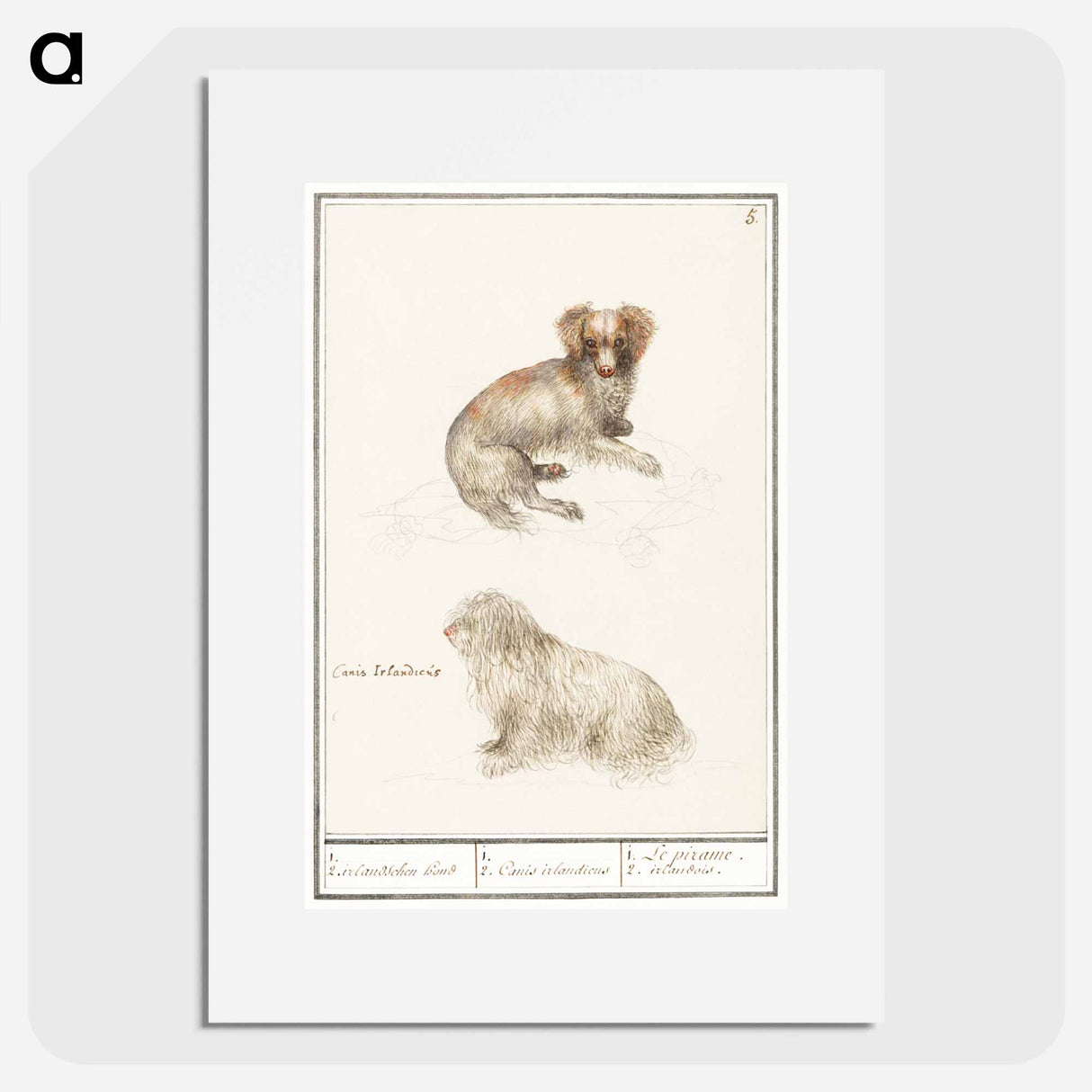 Two dogs - アンセルムス ボエティウス デ ブート Poster.