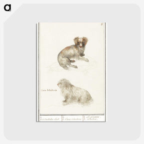 3-37_Anselmus-Boetius-de-Boodt_postcard