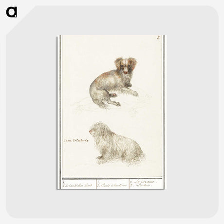 3-37_Anselmus-Boetius-de-Boodt_postcard