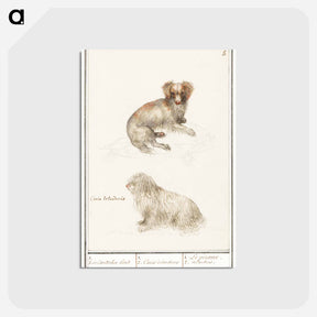アートポストカード-Two dogs - アンセルムス ボエティウス デ ブート Postcard.