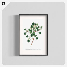 アートポスター-Euphorbia Petiolaris
 - クリーブランド美術館 Poster.