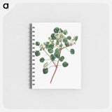 アートメモ帳-Euphorbia Petiolaris
 - クリーブランド美術館 Memo.