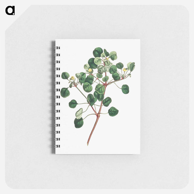 アートメモ帳-Euphorbia Petiolaris
 - クリーブランド美術館 Memo.