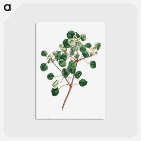 アートポストカード-Euphorbia Petiolaris
 - クリーブランド美術館 Postcard.