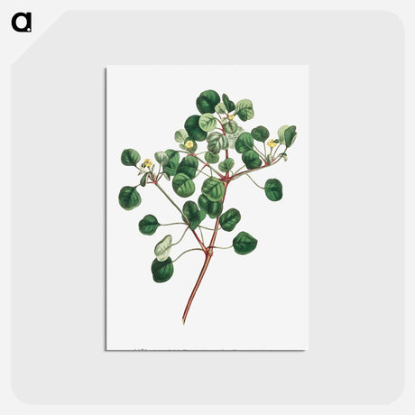 アートポストカード-Euphorbia Petiolaris
 - クリーブランド美術館 Postcard.