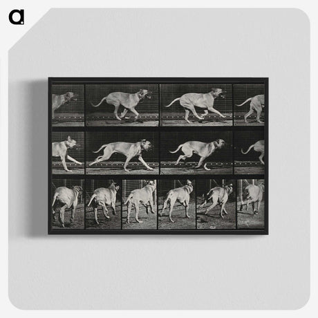 3-37_Eadweard-Muybridge_blk-crop