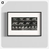 3-37_Eadweard-Muybridge_blk