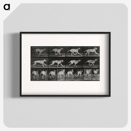 3-37_Eadweard-Muybridge_blk