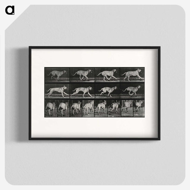3-37_Eadweard-Muybridge_blk