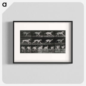アートポスター-Running Dog
 - エドワード マイブリッジ Poster.