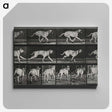 3-37_Eadweard-Muybridge_canvas