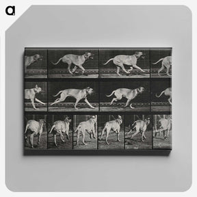 3-37_Eadweard-Muybridge_canvas