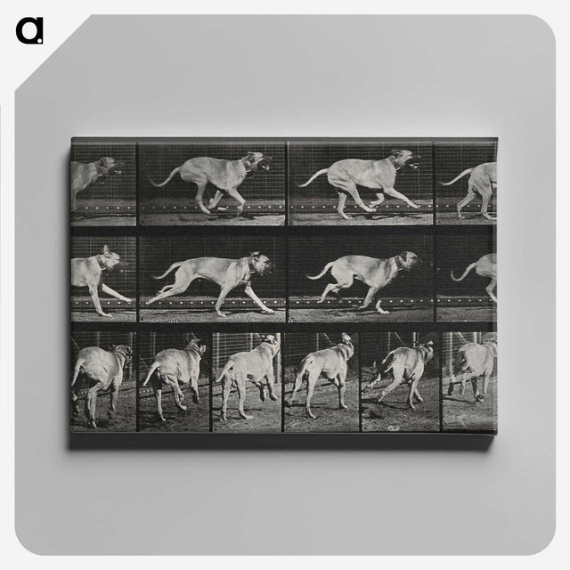 3-37_Eadweard-Muybridge_canvas