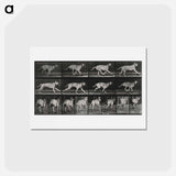 アートポストカード-Running Dog
 - エドワード マイブリッジ Postcard.