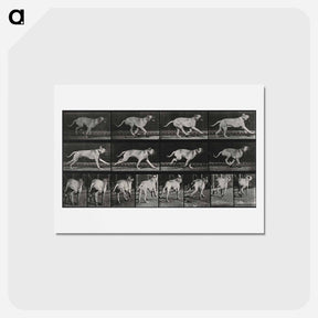 アートポストカード-Running Dog
 - エドワード マイブリッジ Postcard.