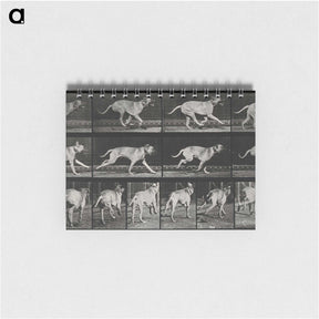 3-37_Eadweard-Muybridge_memo