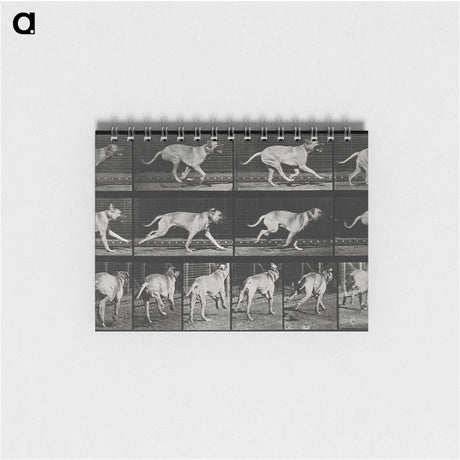 3-37_Eadweard-Muybridge_memo