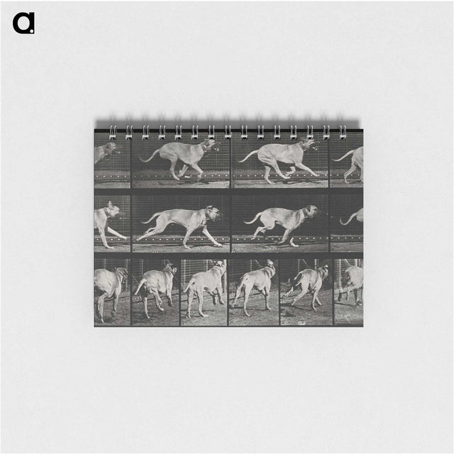 3-37_Eadweard-Muybridge_memo