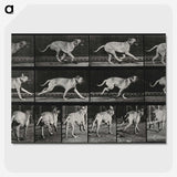 3-37_Eadweard-Muybridge_picture-crop