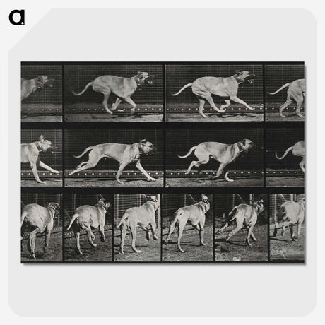 3-37_Eadweard-Muybridge_picture-crop