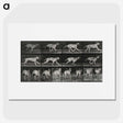 3-37_Eadweard-Muybridge_picture